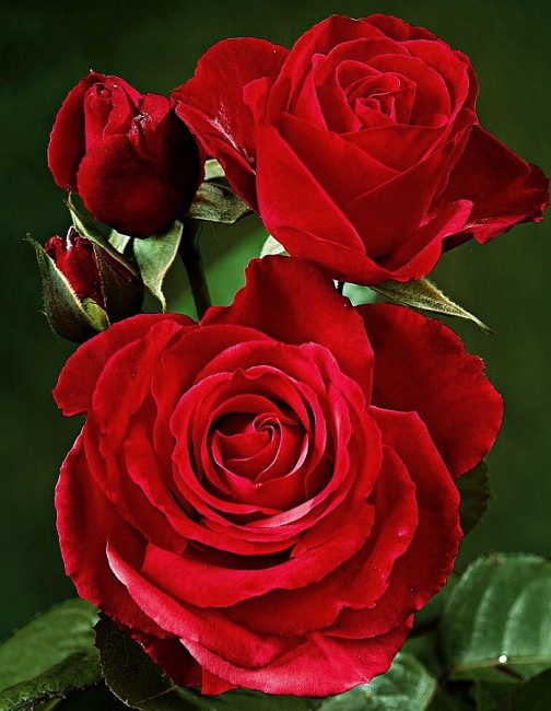 Роза чайно-гибридная Софи Лорен 1 шт